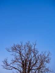 Minimalist natural pattern of bare tree branches against clear blue sky