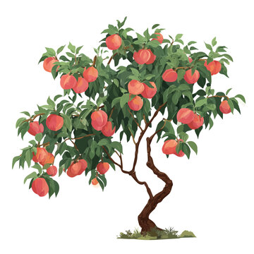 Peach Tree, presented as a modern flat 2D vector icon graphic on a white background