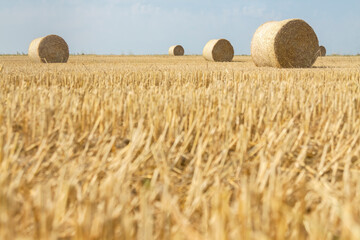 Fototapeta premium Straw Rolls on a Stubble Field