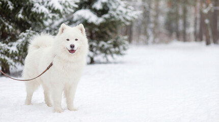 Fototapeta premium Samoyed dog stands in fresh snow. Fluffy samoyed dog on leash in snowy forest with copy space, perfect for christmas card, new year greeting, winter walk concept, cozy season mood!