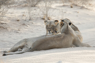 Lions showing each other affection to strengthen their bond