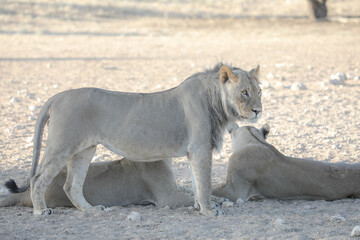 Naklejka premium Lion resting on the sand of the arid Kalahari Desert