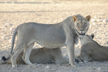 Obraz premium Lion walking on arid dusty ground of the Kalahari Desert