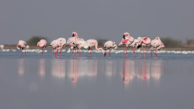 Flamboyance of flamingos in the lake of little rann of kutch in gujarat