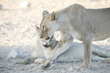 Obraz premium Lions showing each other affection to strengthen their bond