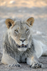 Naklejka premium Lion resting on the arid Kalahari Desert sand