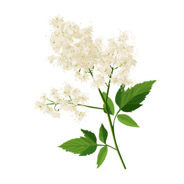 Simple flat 2D vector graphic of a Meadowsweet in modern icon style, isolated on a white canvas