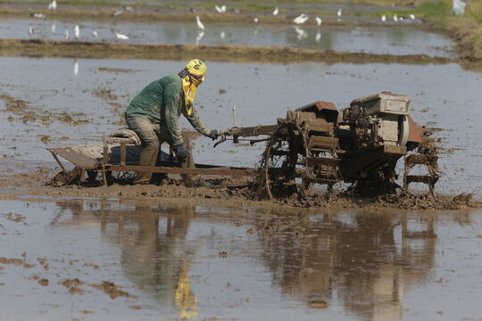 a farmer clear his rice field using motorised plough, instead of the traditional slash-and-burn method, in nakhon sawan province, north of bangkok, on december 28, 2025.