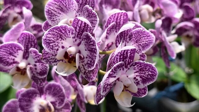 Spotted Purple Phalaenopsis Orchid Flower Close Up