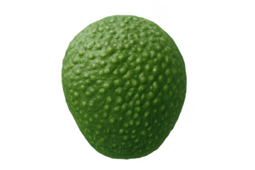 Whole green avocado fruit with textured skin