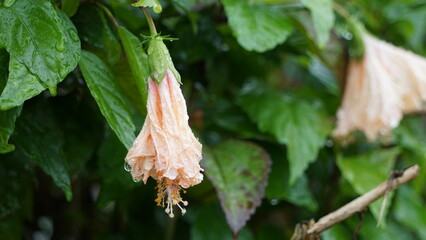 しおれたハイビスカスに見る、癒しと再生の兆し