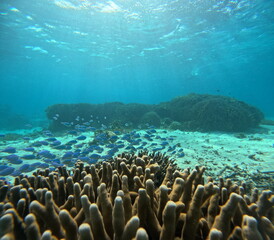 透明な海中で漂う色鮮やかな小魚たち