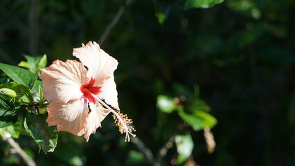 沖縄の陽射しを浴びる美しいハイビスカス