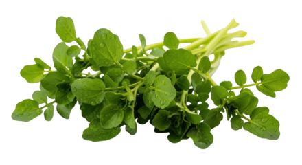 Fresh green mint leaves isolated on transparent background for herbal and culinary use