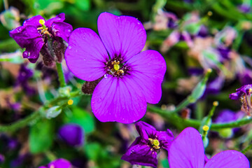 Macro photo, Animals, Nature - Еurope, Eastern Europe