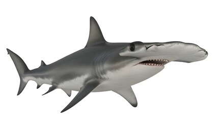 Obraz premium Hammerhead shark in clear view with white background ocean animal