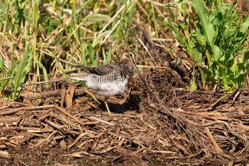 Obraz premium Bécassine des marais