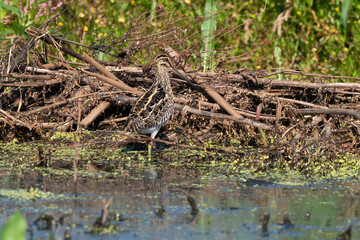 Obraz premium Bécassine des marais