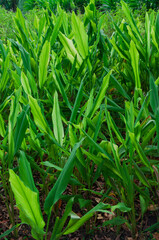 Obraz premium Curcuma longa plants growing in field, turmeric crop used for spice production and agricultural documentation.
