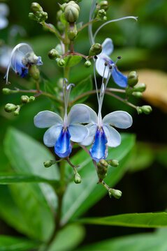 Rotheca myricoides blooming outdoors, blue butterfly shaped flowers and fresh leaves, tropical ornamental shrub commonly used in gardens, parks and landscape planting visuals.