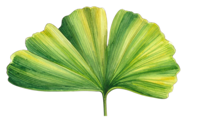 A single, fan-shaped leaf with variegated green and yellow hues against a stark black background