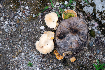 top view of mushrooms on a tree trunk