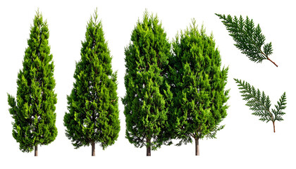 Green evergreen trees and foliage elements isolated against a black background