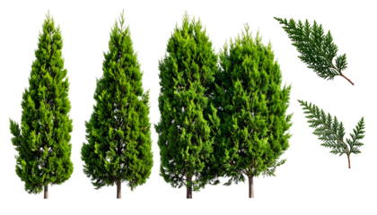 Green evergreen trees and foliage elements isolated against a black background