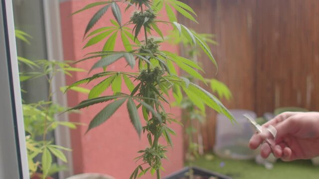 caucasian man preparing medicinal cannabis leaves window, clinical indoor closeup hands using scissors to trim fan leaves for tincture preparation, jars and labels out of focus,