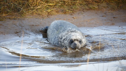Grey seal pups on the beach