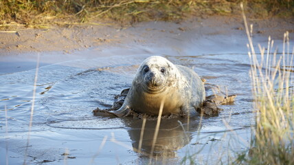 Grey seal pups on the beach