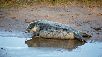 Grey seal pups on the beach