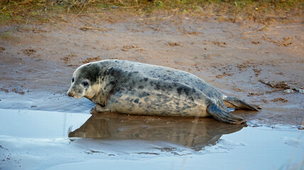 Grey seal pups on the beach
