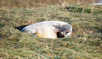 Grey seal pups on the beach