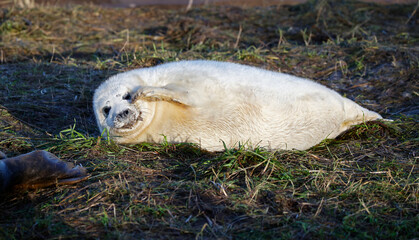 Grey seal pups on the beach