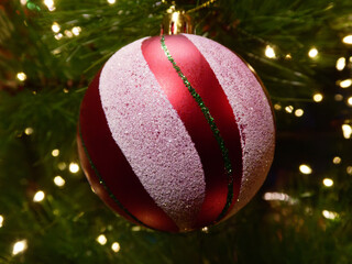 Red Christmas Bauble Hanging on Fir Tree Branch