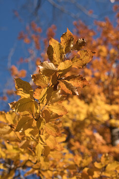 Herbstlich gef&auml;rbtes Laub einer Buche