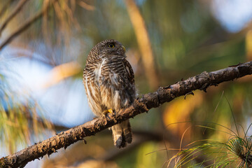 Asian Barred Owlet perched on a tree branch in forest habitat, displaying bold barred plumage and bright yellow eyes, a small nocturnal owl of South Asia.