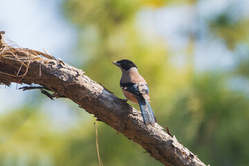 Black-headed Jay perched on a tree branch in montane forest, showing a striking black head, blue wings, and long tail, a colorful corvid of the Himalayas.