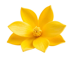Obraz premium Single Yellow Champaca Flower with Curved Petals, front view close-up, isolated on transparent background