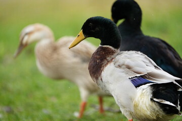 Close-up of group of Indian Runner duck on meadow of organic farm at Swiss city of Z&uuml;rich on a foggy winter day. Photo taken December 23rd, 2025, Zurich, Switzerland.