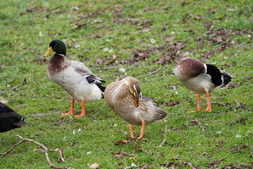 Close-up of group of Indian Runner duck on meadow of organic farm at Swiss city of Z&uuml;rich on a foggy winter day. Photo taken December 23rd, 2025, Zurich, Switzerland.