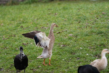 Close-up of group of Indian Runner duck on meadow of organic farm at Swiss city of Z&uuml;rich on a foggy winter day. Photo taken December 23rd, 2025, Zurich, Switzerland.