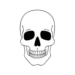 Obraz premium Human Skull Outline Drawing Anatomy Head Bone Scary Skeleton Skull Illustration