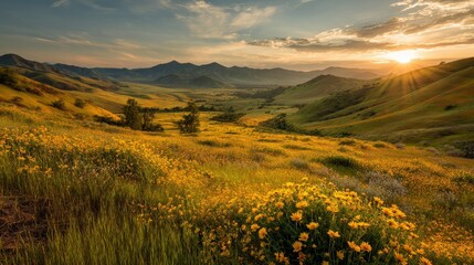 A vibrant vista of rolling hills covered in wildflowers at sunset. The golden sun bathes the landscape in a warm glow