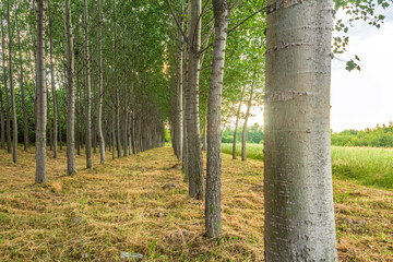 Landscapes, Forest, Carpathians, Photos of nature - Europe, Eastern Europe