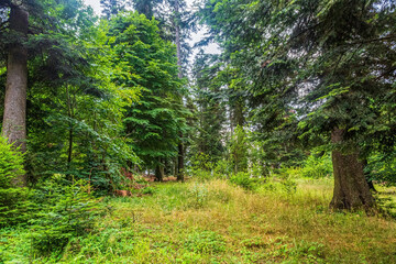 Landscapes, Forest, Carpathians, Photos of nature - Europe, Eastern Europe