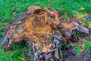 Landscapes, Forest, Carpathians, Photos of nature - Europe, Eastern Europe