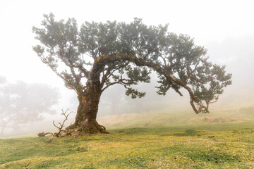 Lorbeerbaum im Nebelwald, Fanal, Madeira