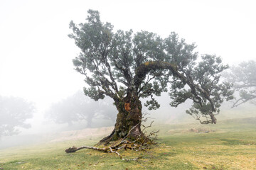 Fototapeta premium Lorbeerbaum im Nebelwald, Fanal, Madeira
